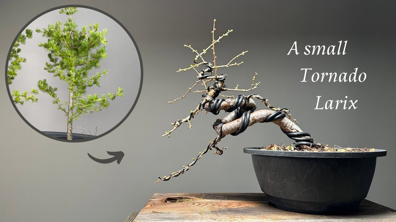 A small Larix decidua Bonsai / development in one year