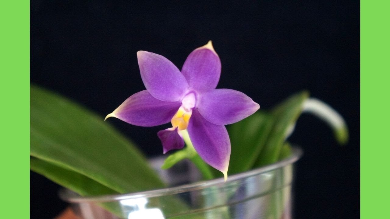 Orchid - My First Ever Indigo Orchid | Phalaenopsis violacea v. indigo | Orchid Care Tips