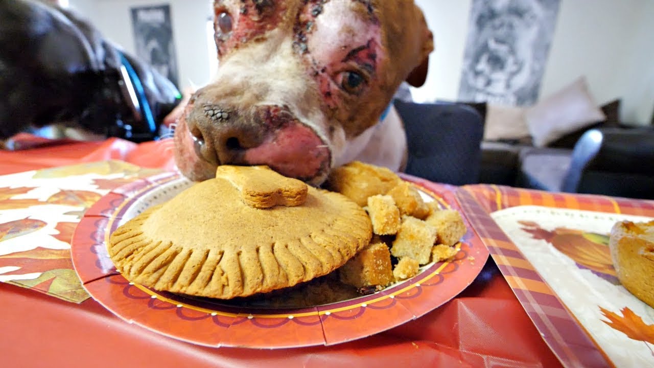Homeless Dog Has First Thanksgiving and Invites His New Friends: Amazing