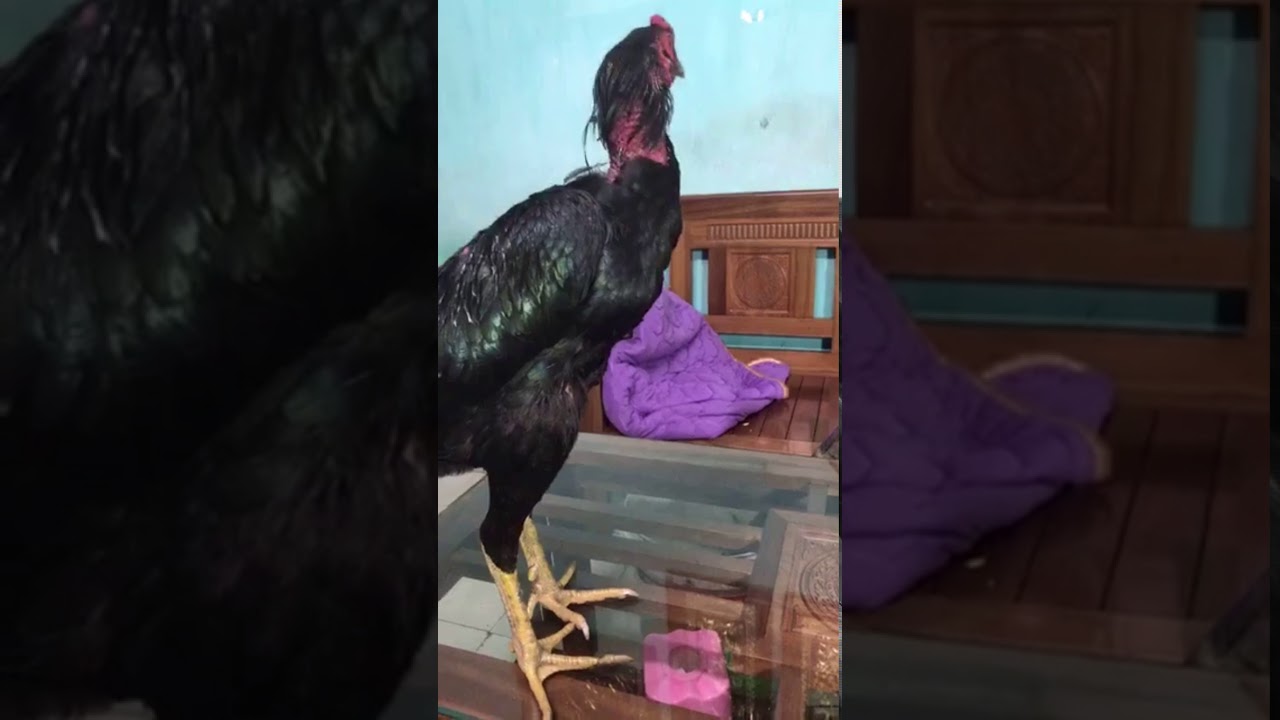 Sư kê xám chân cọp chia sẻ cách nhìn và chọn những con gà hay và tông dòng chuẩn mọi người nhớ bấm🔔