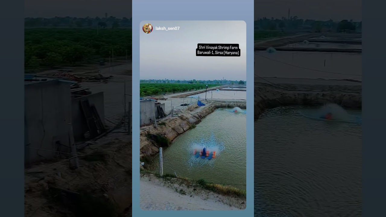 #shrimp farm in sirsa haryana #fish #water #fishing #jhingafish
