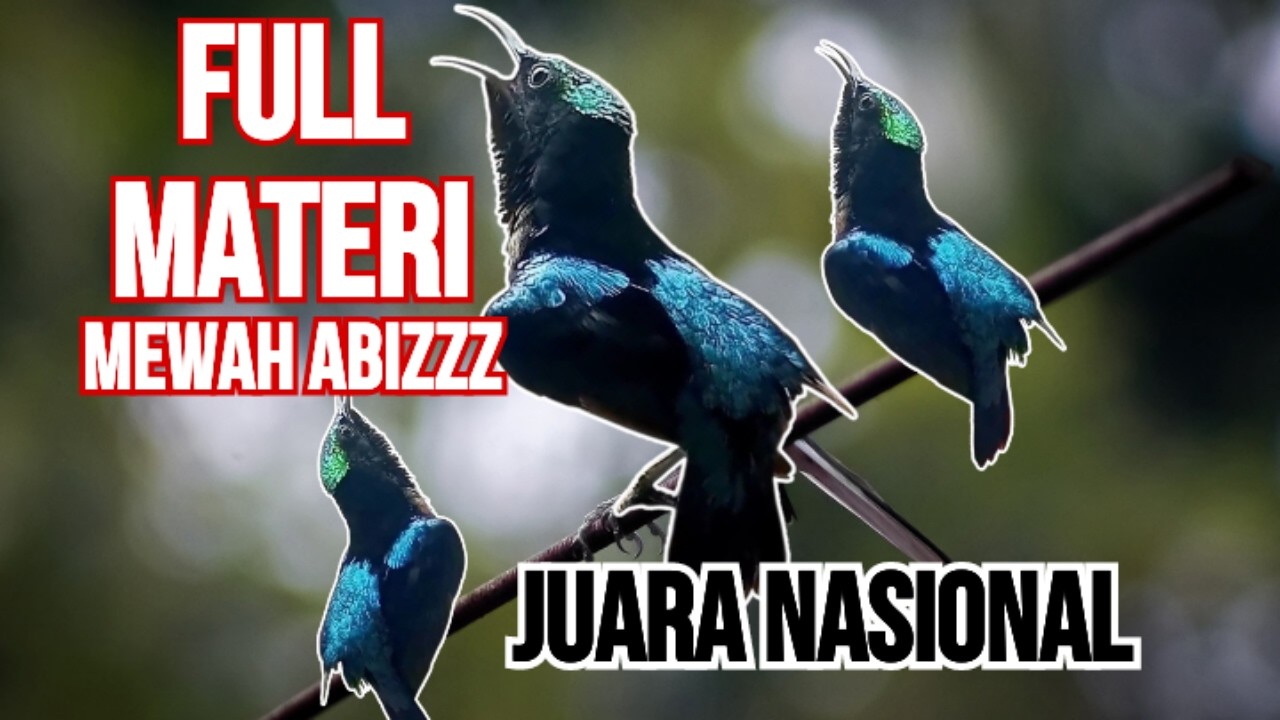 🔴 KOLIBRI NINJA GACOR MATERI MEWAH BANGET‼️