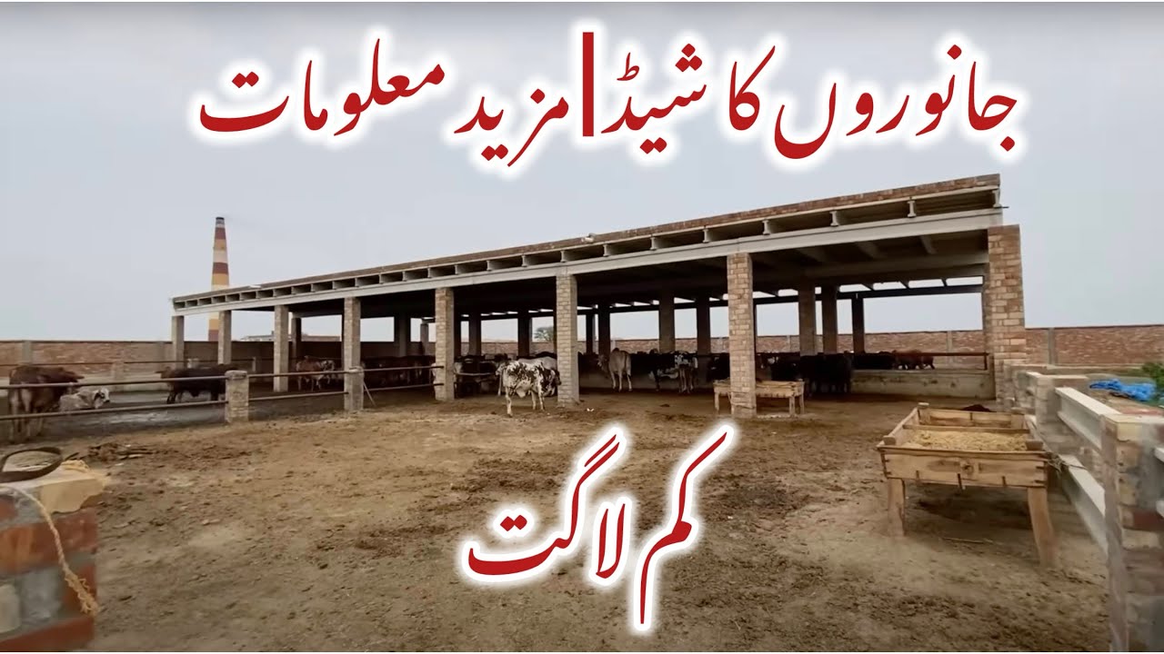 Animal Shed Design | Low Cost better Design Cattle Shed | Dairy Farm Shed Design |