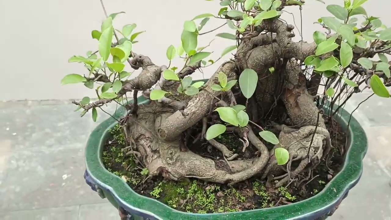Bonsai Việt 
