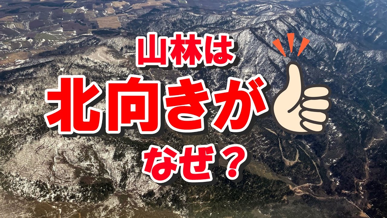 北向きの山林がgood？　丸太材質の決め手になる立木の方位について。