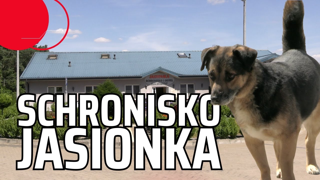 SCHRONISKO JASIONKA: WŁAŚCICIELE ODSŁANIAJĄ KULISY! JAK ZWIERZĘTA CZEKAJĄ NA NOWY DOM?