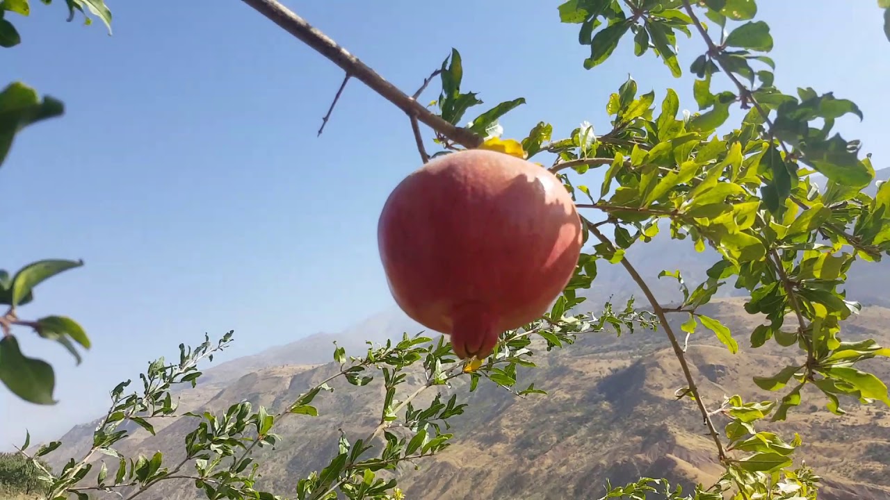 Дашти чум 2018