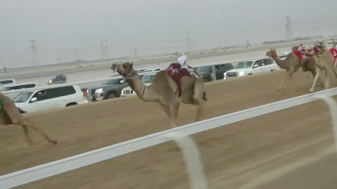 الشوط -1 (حظ) للسيد: محمد حميد بن شويخه المنصوري    توقيت 02:12