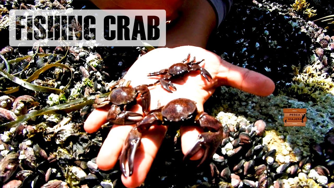 Como ubicar esta carnada viva para pescar  llamada piruncho