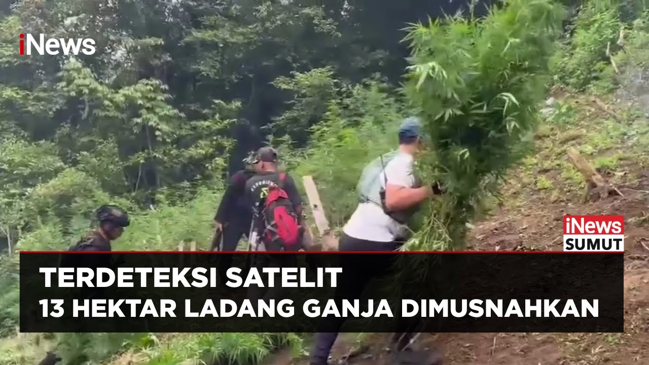 HEBOH! Ladang Ganja Raksasa 13 HEKTAR Ditemukan di Perbukitan Mandailing Natal | iNews Sumut