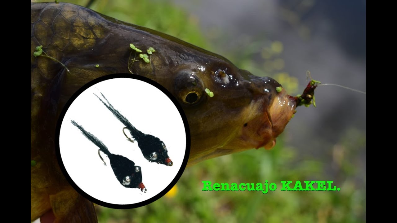 Atado de moscas para carpas. (Fly tying) #59 (Renacuajo kakel) El club del atado.