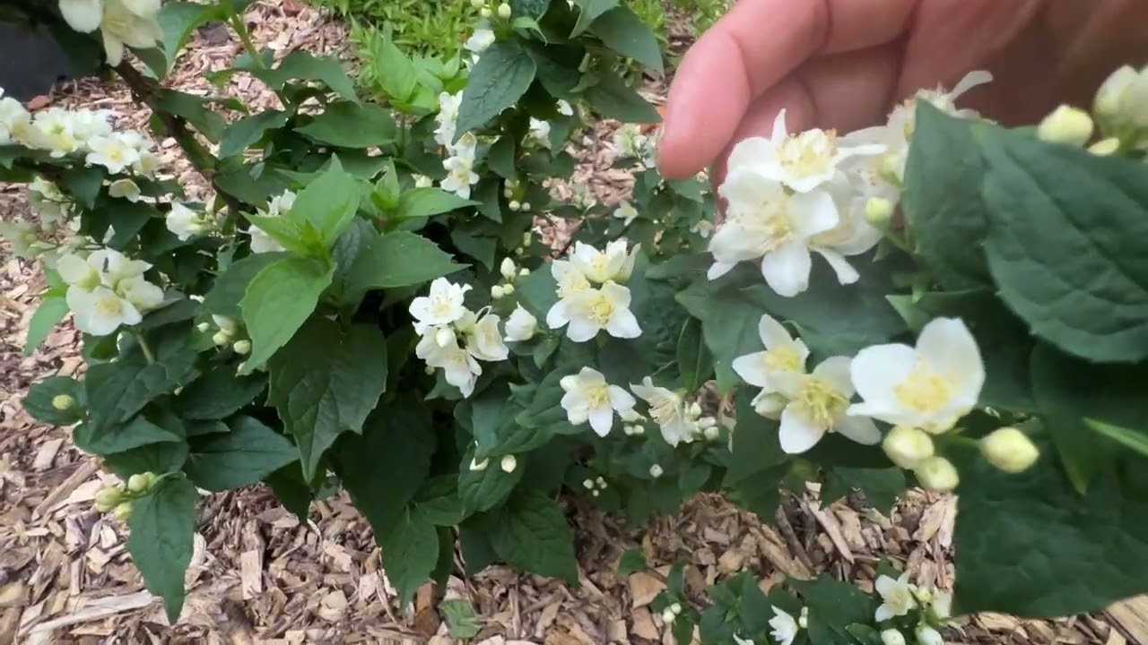 非常紧凑的“山梅花” Illuminati Tower® - Mockorange - Philadelphus coronarius