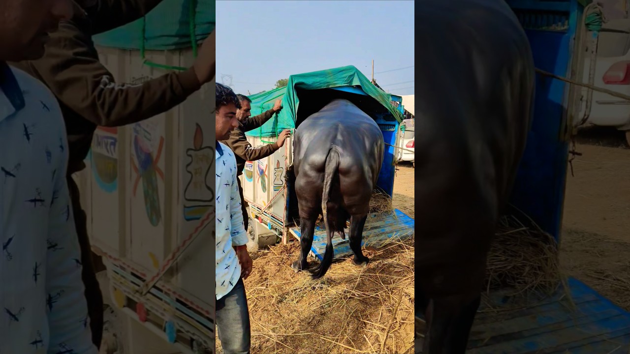 Murrah  buffalo 🐄 Bull KDFA पशु मेला #cow #bannibaffalo #murrhabuffalo #animals 100