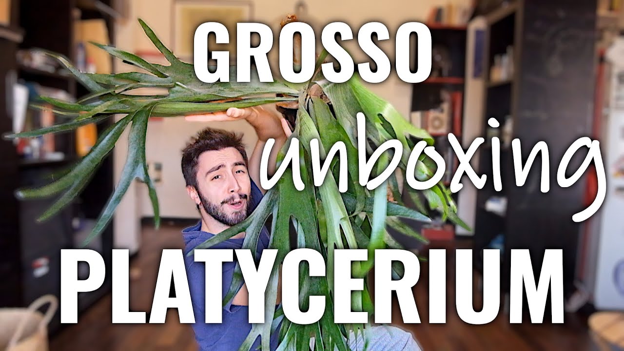 Unboxing GROSSO Platycerium