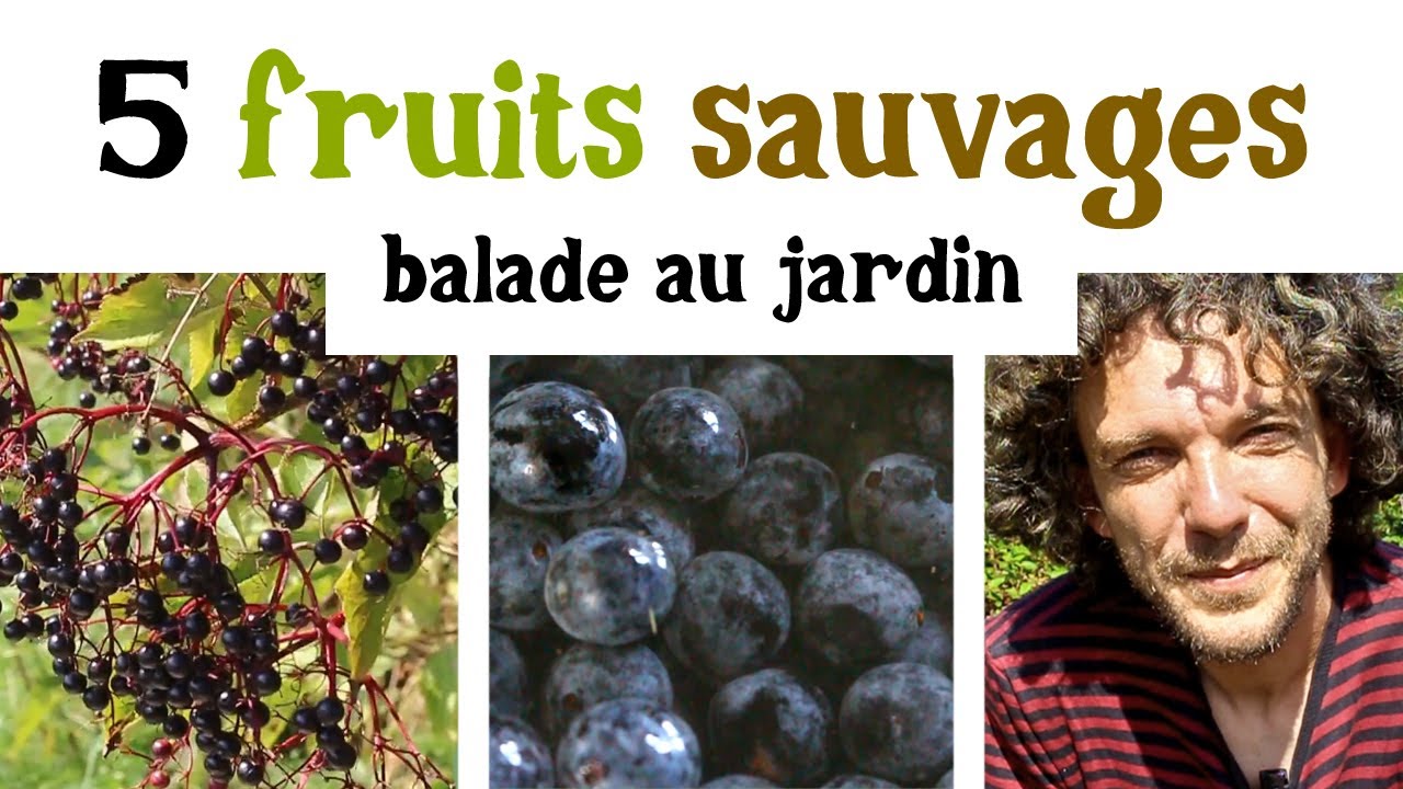 5 fruits sauvages au jardin en septembre