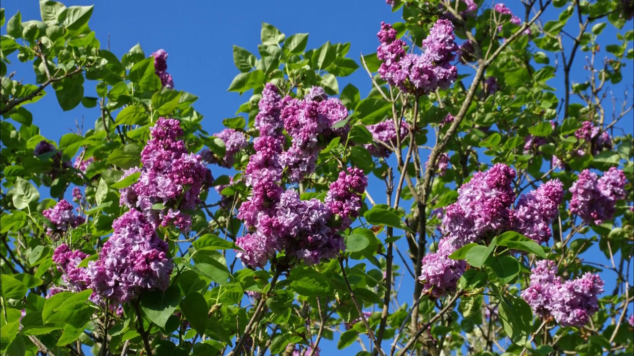 Jardin privé en Bretagne : Vacances de Pâques ( Avril 2020 )