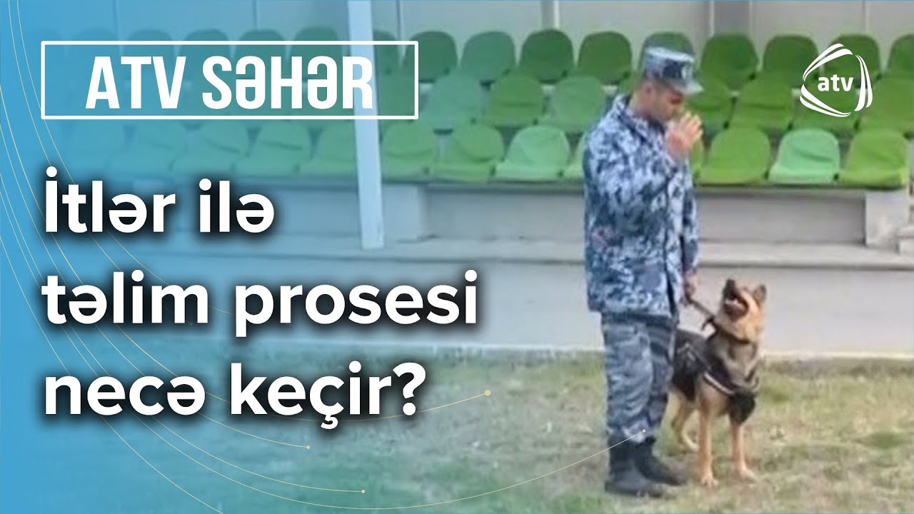 Narkotiklə mübarizədə itlərin rolu - Atv Səhər