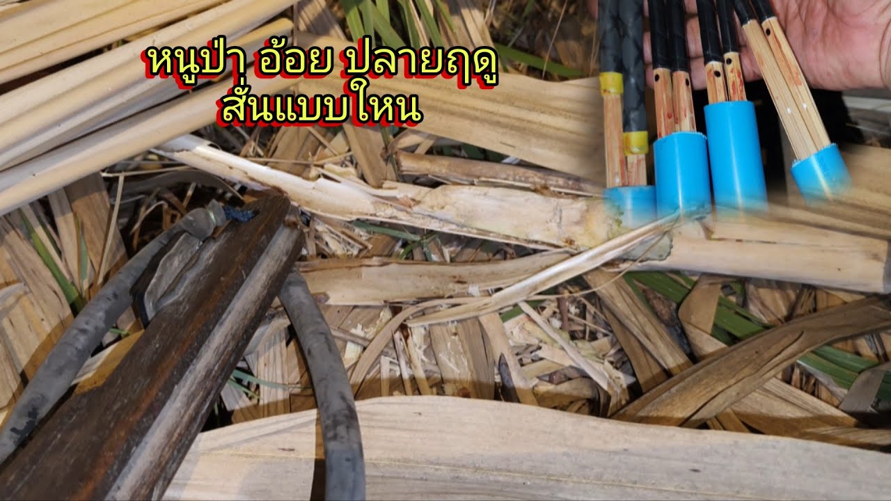 เทคนิค สั่นตอก หนูป่าอ้อย ปลายฤดู ตามแบบ สไตล์ #บ่าวดินอีสานตามฤดูกาล 