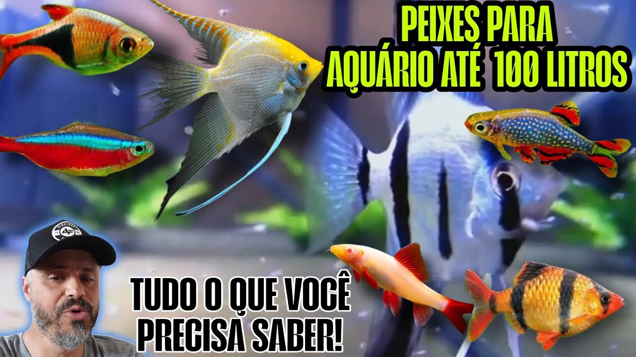 Peixes aqu&aacute;rio de 100 litros tudo o que voc&ecirc; precisa saber. Dicas de peixes #aquarium #aquaristas