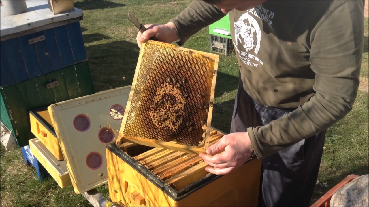 PRZEGLĄD WIOSENNY  UL WIEKLOPOLSKI