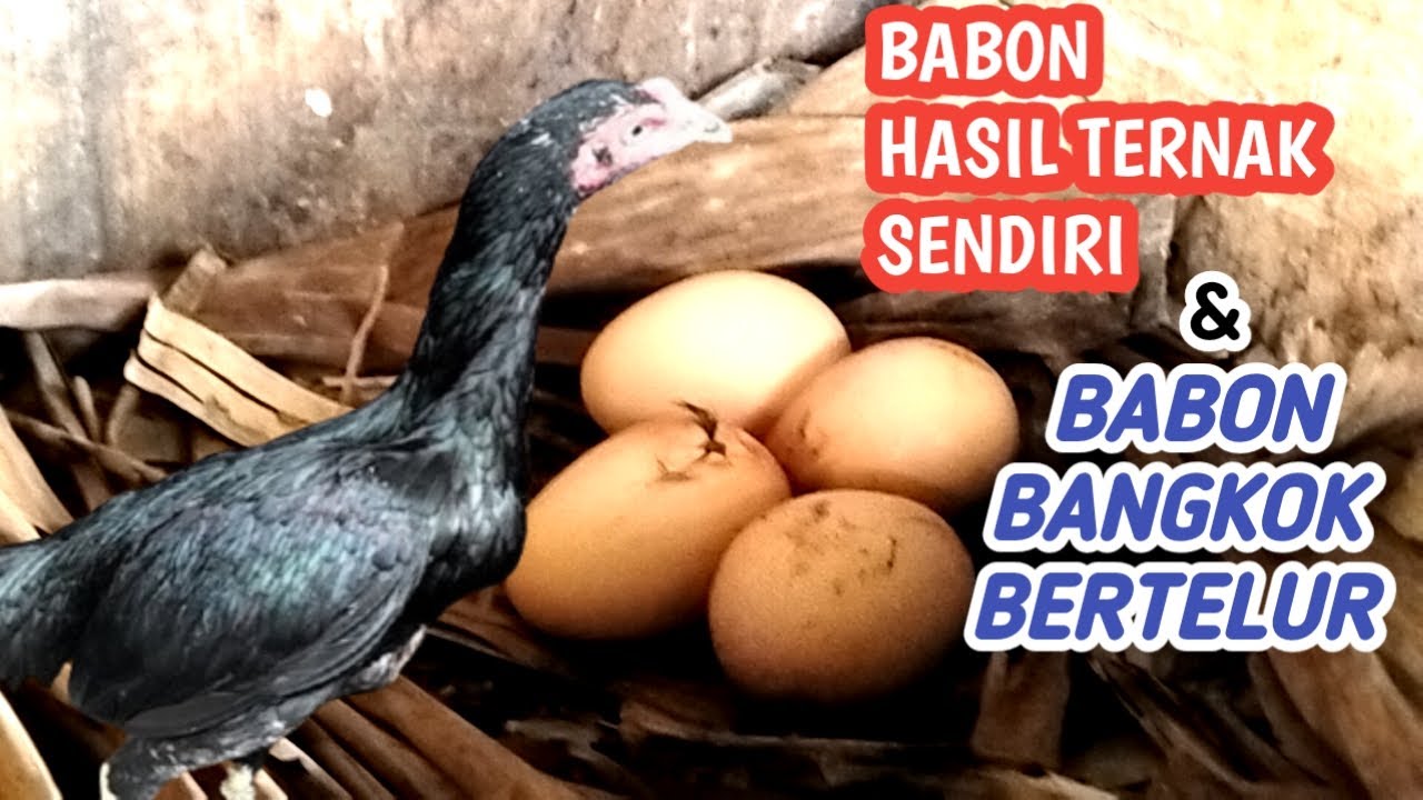 WAH...WAH...!! BABON BANGKOK HASIL CETAK SENDIRI MULAI BERTELUR