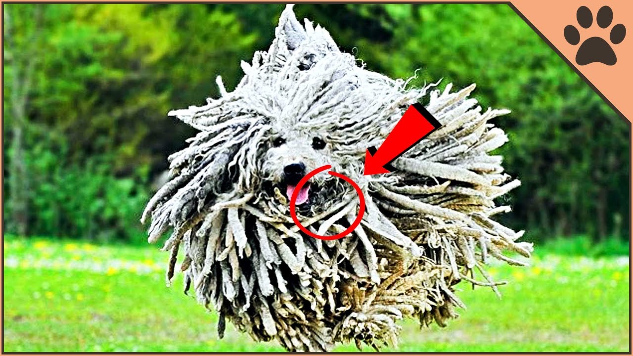 Top 15 Rarest Dog Breeds In The World | Dog World