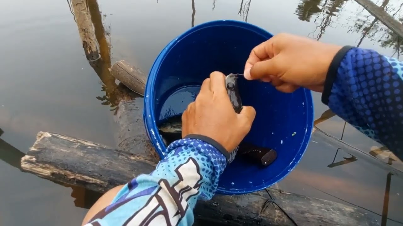 Berburu nila liar di spot pribadi