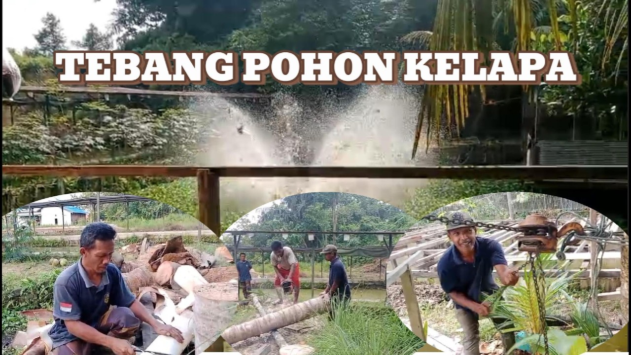 AKHIRNYA!! POHON KELAPA PULUHAN TAHUN DITEBANG