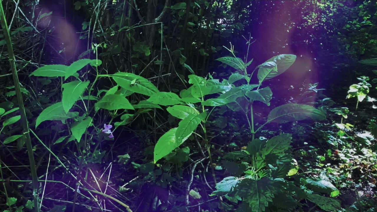 Observational Film - 