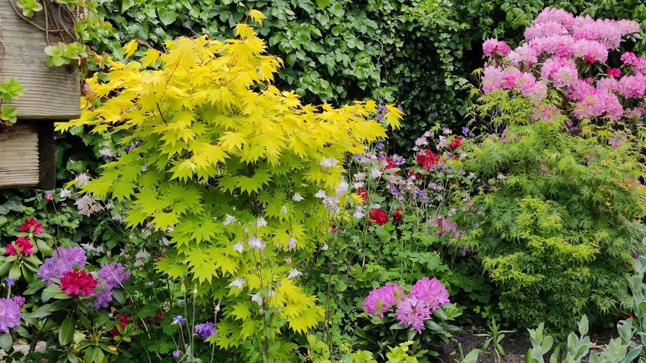Garden Maples - Update - Taylor, Deshojo Struggling! What's Wrong?