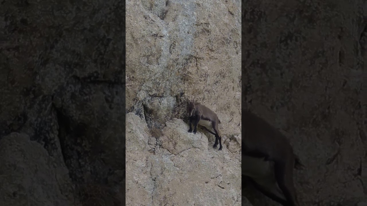 Bouquetin dans la falaise