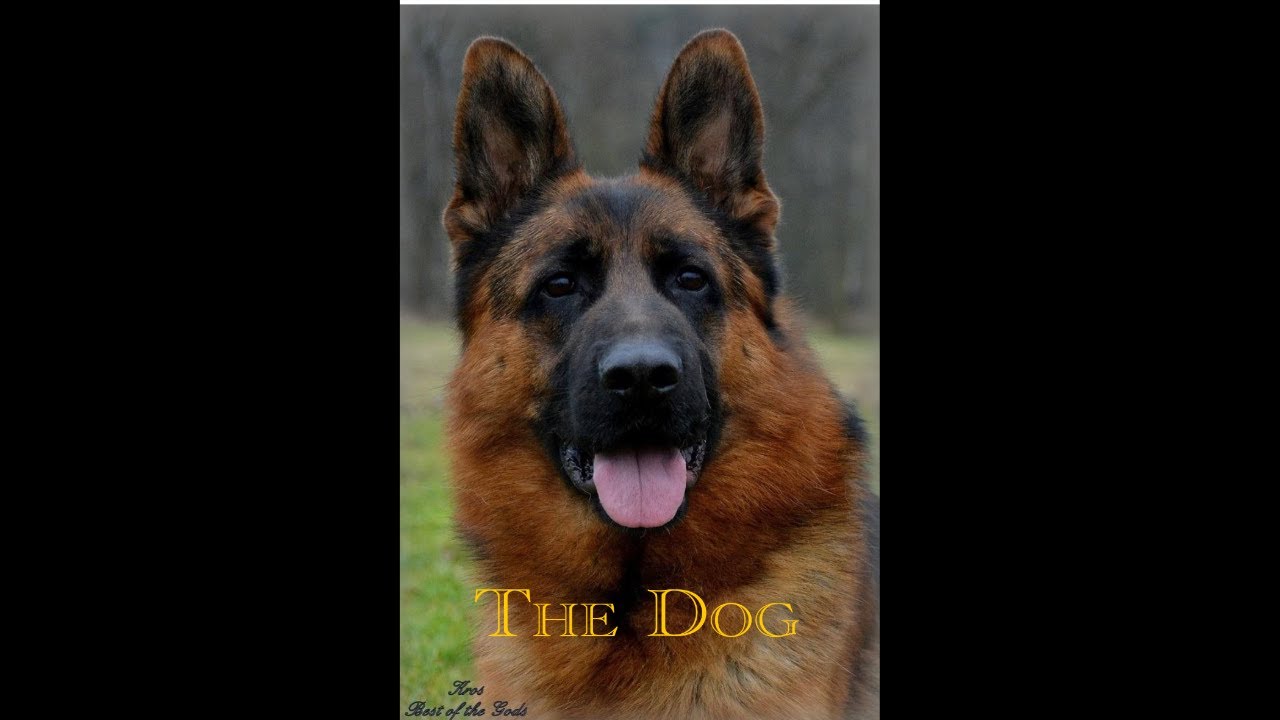 Западногерманская Show Line GSD #westgermanshowlinegsd