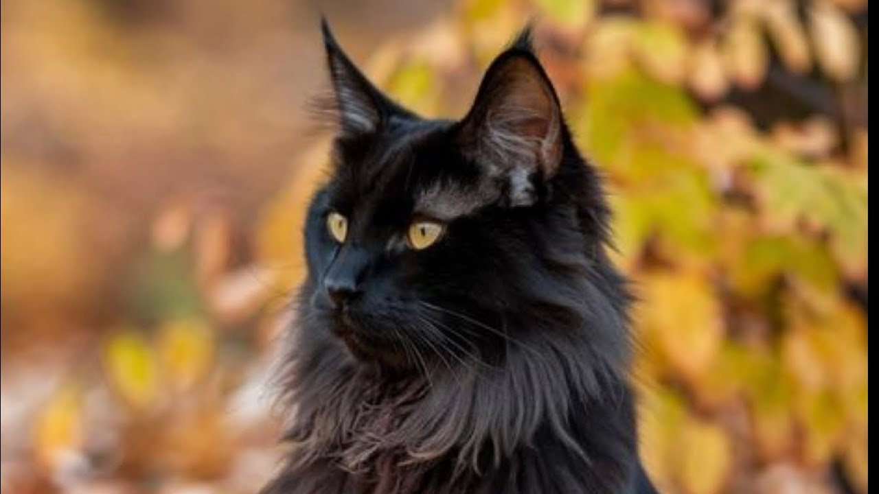 わたしはメインクーン🐈‍⬛