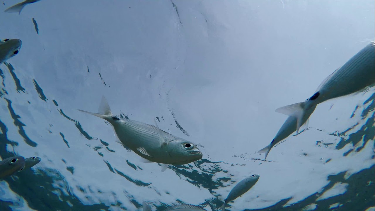 Kroatien, nähe Labin in Ravni, einige Fische gesehen/ viel Spaß