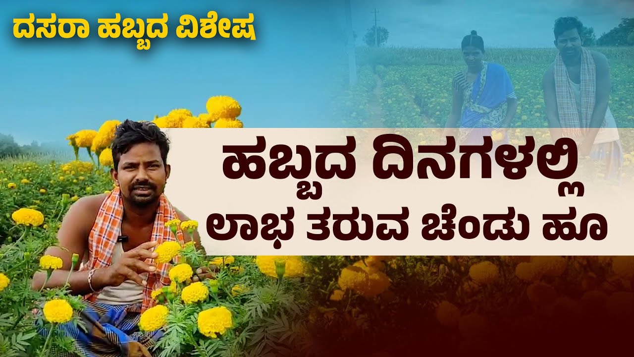 ಪ್ರತೀ ಹಬ್ಬಕ್ಕೂ ಬೇಕು ಚೆಂಡು ಹೂವು !ಗೊಂಡೆ ಬೆಳೆ ಲಾಭದಾಯಕ|🌼Marigold Flower Farming| Farmer&rsquo;s Guide & Tips 🌱