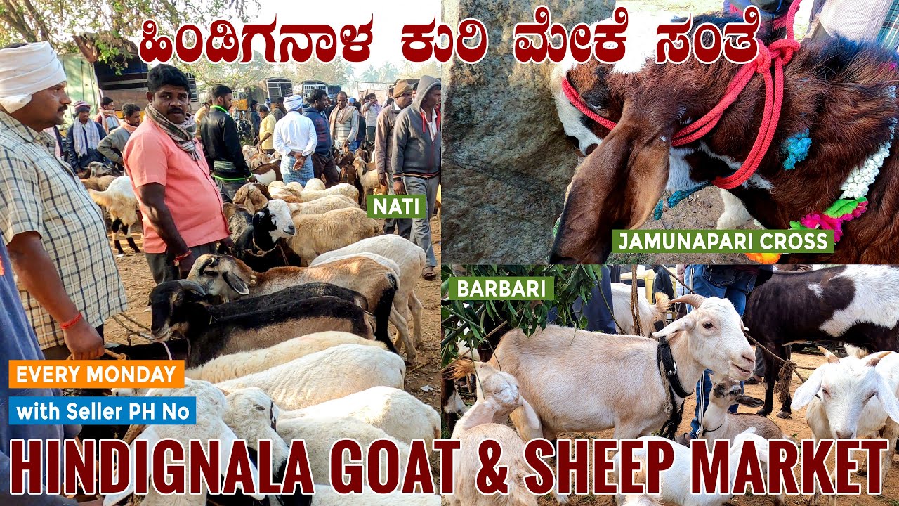 GOAT & SHEEP Weekly Market at Hindiganala near H-Cross 25 km from Bangalore in Karnataka India