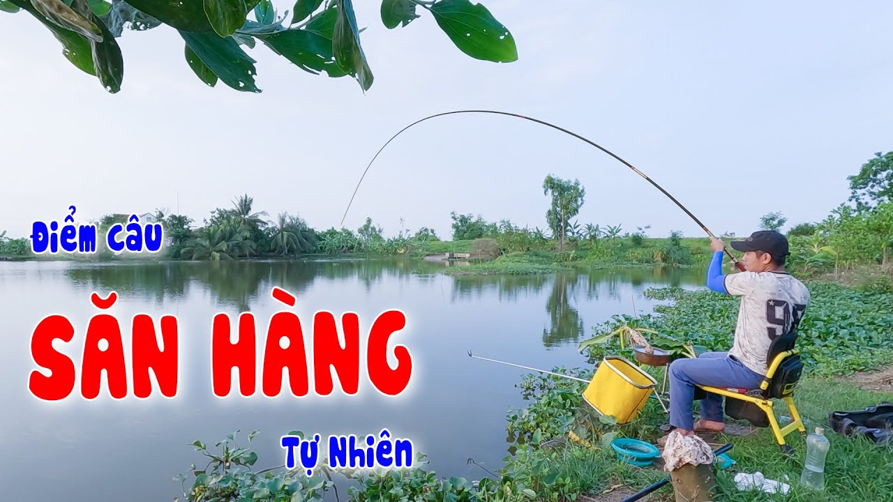 Cách Xả Ổ Dụ Cá, Kéo Cá Về Ổ Tốt Nhất - Kỹ Thuật Câu