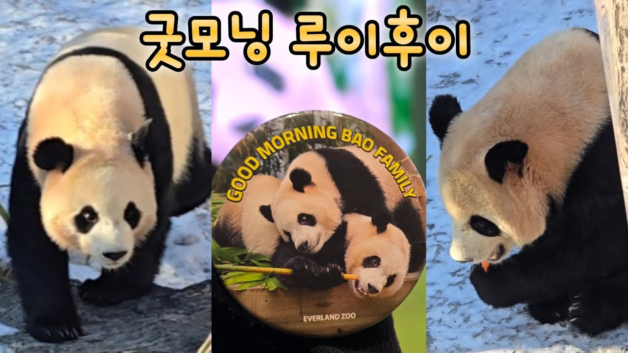 굿모닝 루이후이 두번째 영상 꽁꽁 얼 것 같아서 집순이를 요구했어요💕26.01.22 Everland Ruibao Huibao 