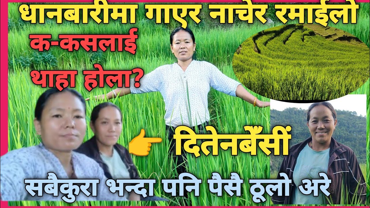 धानबारीमा गीत गाएर उधुम् मचाइन् दिदीबैनिले #भोजपुर#hatuwagadhi#दितेनी