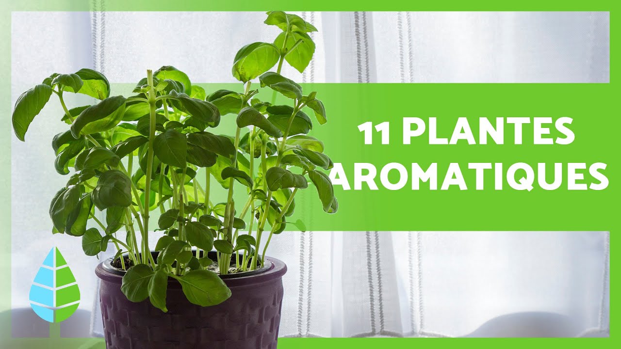 11 PLANTES AROMATIQUES D'INTÉRIEUR 🌿 (Usages et soins)
