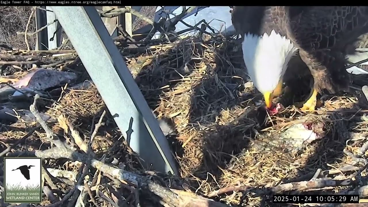 2025.Jan.24 | Eagle Tower Camera at the John Bunker Sands Wetland Center, Combine, Texas #birds