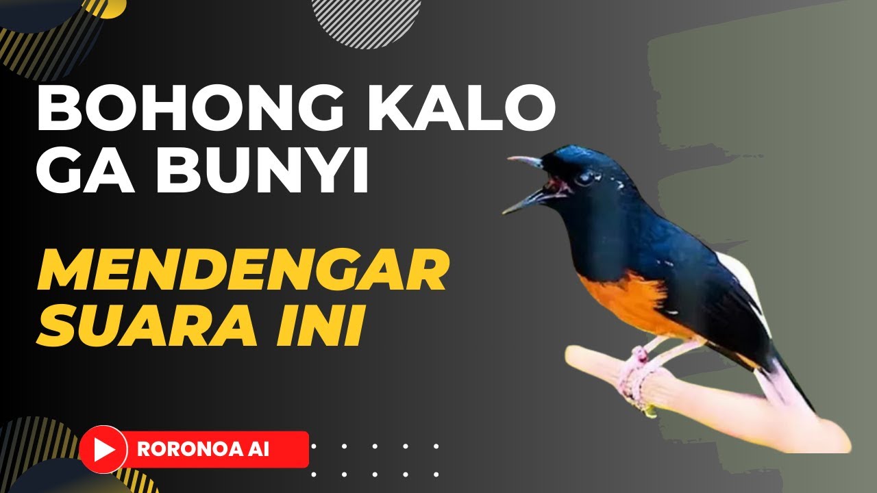 Pancingan Murai Batu Agar Bunyi Ngeplong 99,99% Bongkar Isian