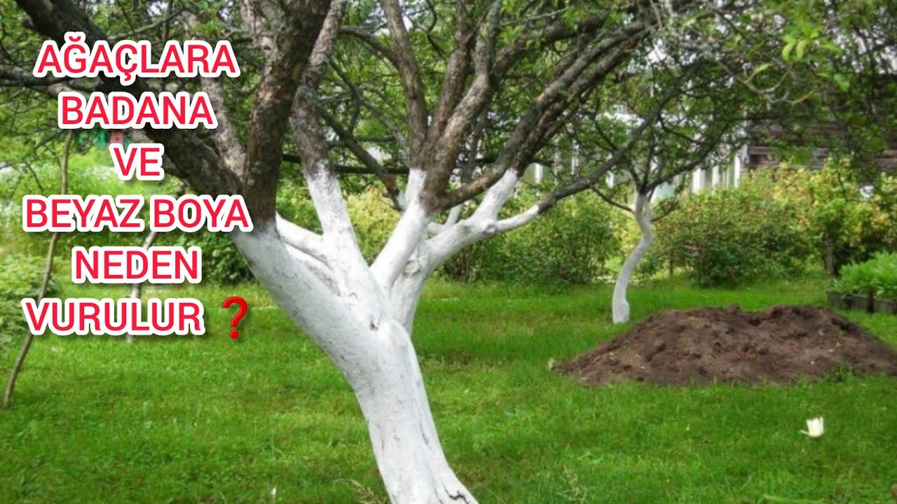 Ağaçları Doğal Koruma Zamanı🌳 Ağaçlara Badana Ve Beyaz Boya Neden Vurulur🌲 Boyanın Ağaçlara Faydası❓