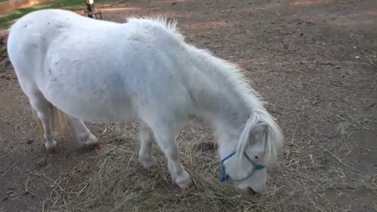 Miniature Horses - What To Look For Before You Buy a Mini Horse Part 2