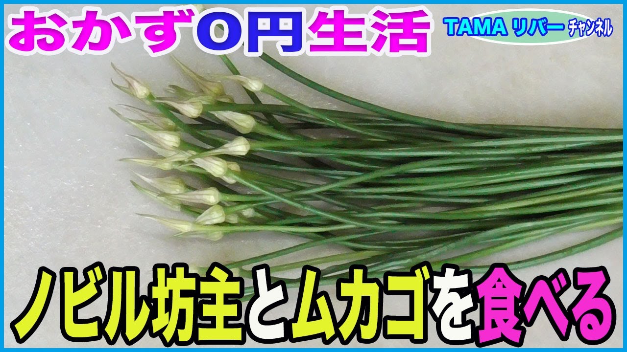 【おかず0円生活】ノビル坊主とノビルのムカゴを食べる♪