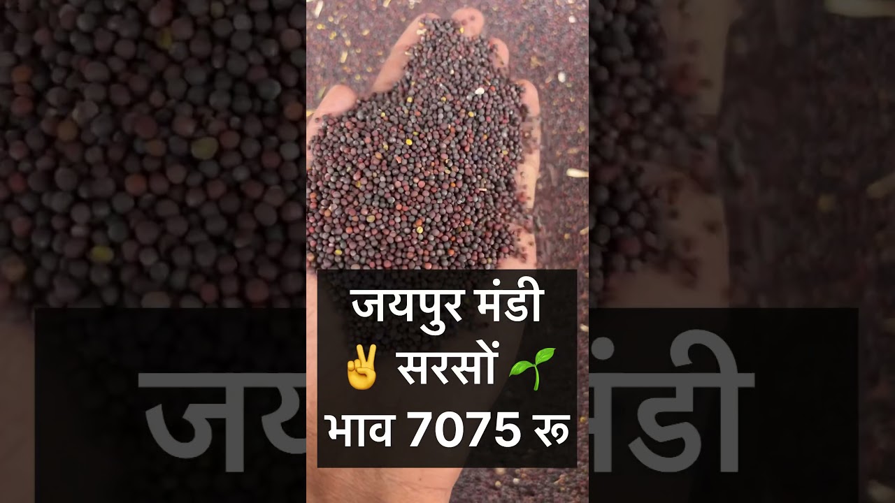 Mustard prices have seen a sharp jump today. See the price. Mustard prices.