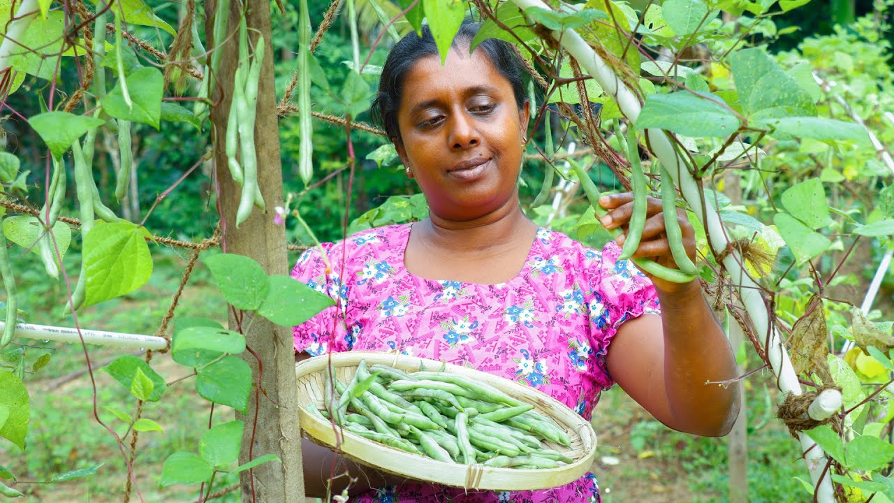 Beans grown in my garden !!.I make a delicious meal for my kids.Village kitchen recipe. Beans curry