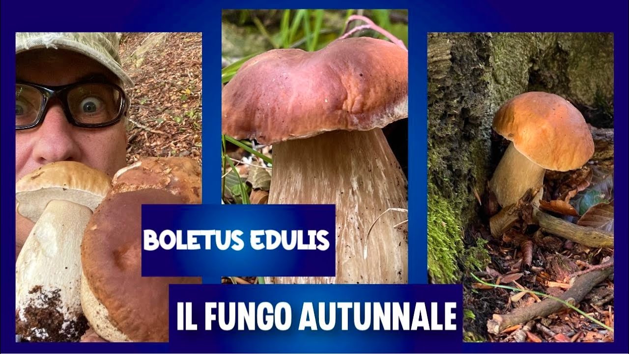 Boletus edulis il fungo autunnale