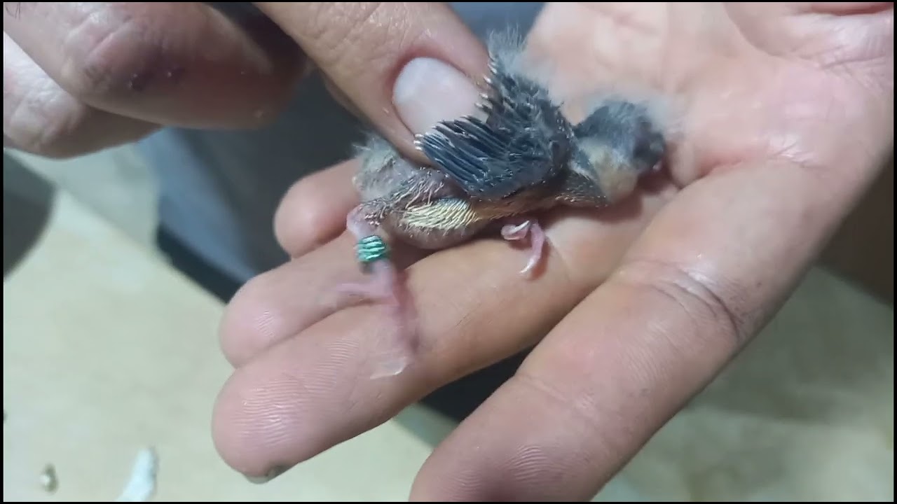 آموزش زدن حلقه(شماره) به پای جوجه قناری سه روزه نژاد گلاستر