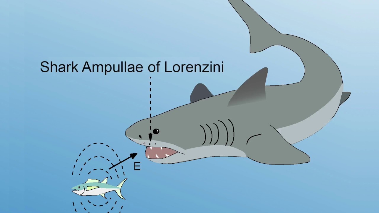 INTERVIEW EXTRA:   Ampullae of Lorenzini